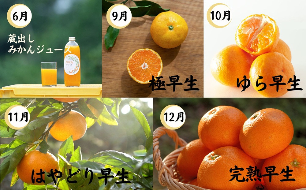 【定期便/全10回】厳選・柑橘の定期便 和歌山県下津町から農園直送！まごころ産直みかん【北海道・沖縄県・一部離島 配送不可】旬 みかん 早生 由良 完熟 蔵出し 津之輝 甘夏 不知火