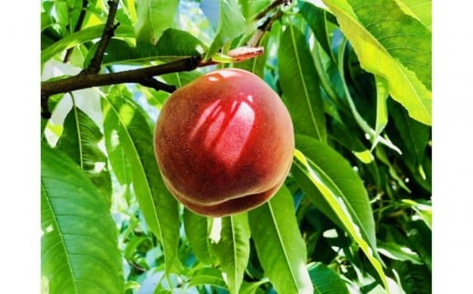 【2026年発送】＼ 硬めの桃！／  秋の収穫白桃　約2kg（4～10玉）