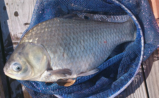 釣り堀 体験 ヘラブナ へら鮒 釣り 埼玉 チケット 入場券 1枚 へらぶな釣り レジャー ふな 釣り体験 アクティビティ 観光 関東 フナ 鮒 魚 魚介 利用券 家族体験 こども 家族 ファミリー 川 湖 プラン スポーツ アウトドア 自然 つり処椎の木湖 埼玉県 羽生市