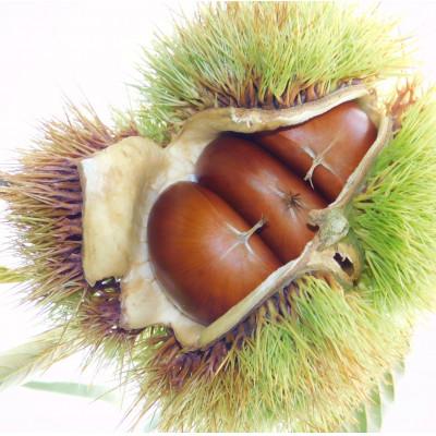 ふるさと納税 京丹波町 チルド熟成 丹波栗4L 500g (京都京丹波町産 丹波栗) |  | 01