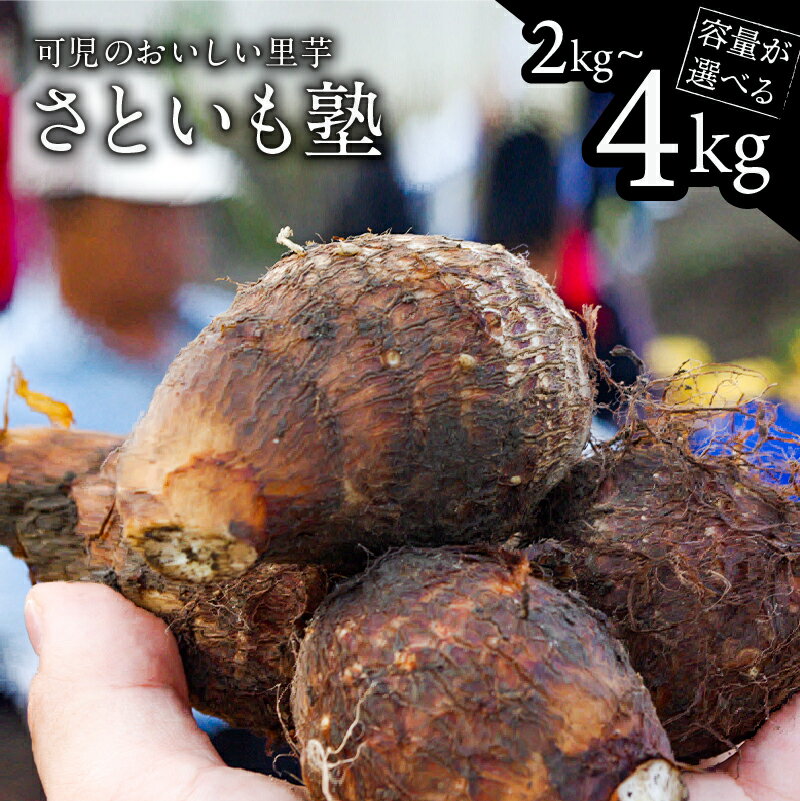 【ふるさと納税】 【容量が選べる】可児のおいしい里芋『さといも塾』 岐阜県 可児市 さといも 里芋 土垂れ いも 秋 旬 グルメ 煮物 柔らかい 国産 お取り寄せ 送料無料