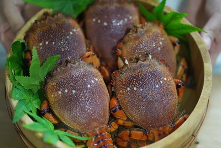 【3回 定期便 活冷凍 アサヒガニ 約１㎏ 】 アサヒガニ あさひがに 朝日蟹 蟹 かに カニ 活冷凍 活き 生 姿 冷凍 セット 詰め合わせ パスタ 味噌汁 焼ガニ 魚介類 海鮮 海の幸 産地直送 