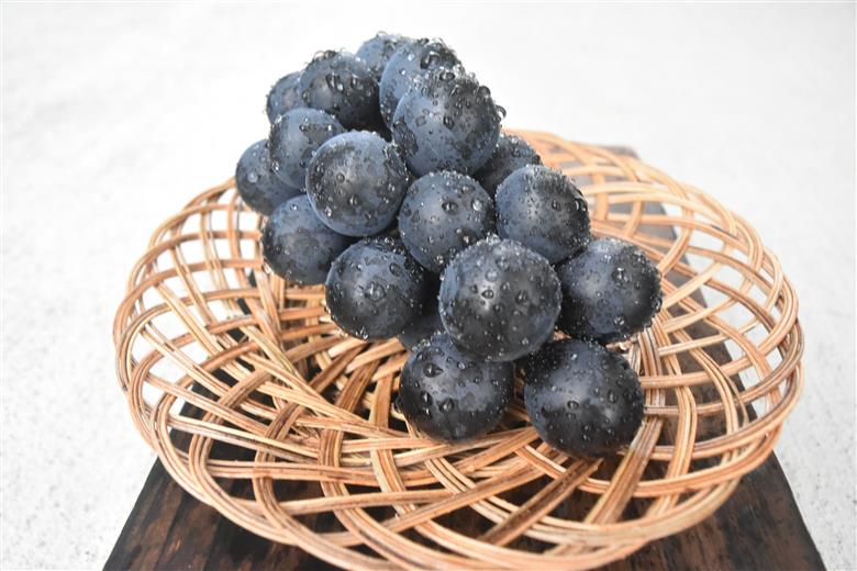 【2026年発送】おまかせ！山梨県産ぶどう　3色　食べ比べ　セット　約1.8㎏　［ぶどう　葡萄　シャイン　シャインマスカット　クイーンニーナ　マイハート　スカーレット　巨峰　ブラックビート　くだもの　