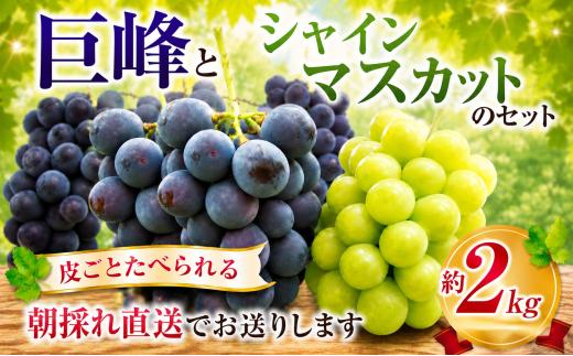 巨峰  と シャインマスカット セット 約2kg ( きょほう 3房～4房 シャイン 1房) 皮ごと食べられる 旬 フルーツ 果物 しゃいんますかっと 朝採れ syain 贈答 国産 産地直送 こだわり ブドウ budou 返礼品 小分け 家庭用 贈り物 プレゼント 特産品 名産 産品 数量限定 東金 千葉