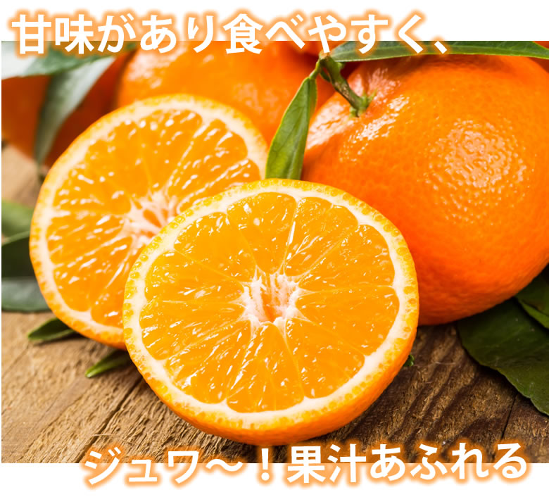 先行予約 みかん 秀品 5kg【2026年10月上旬～2027年1月下旬までに発送予定】柑橘 フルーツ 果物 くだもの 贈答用 ギフト