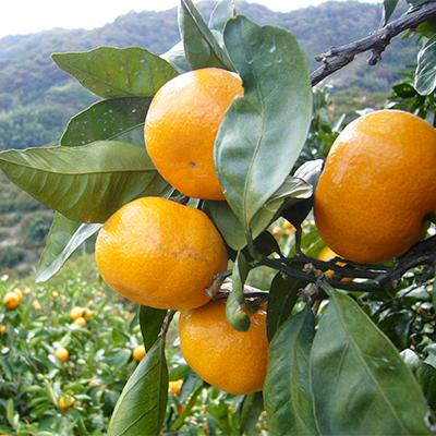 ふるさと納税 有田市 シュワッと爽やかスパークリングワインセット |  | 01