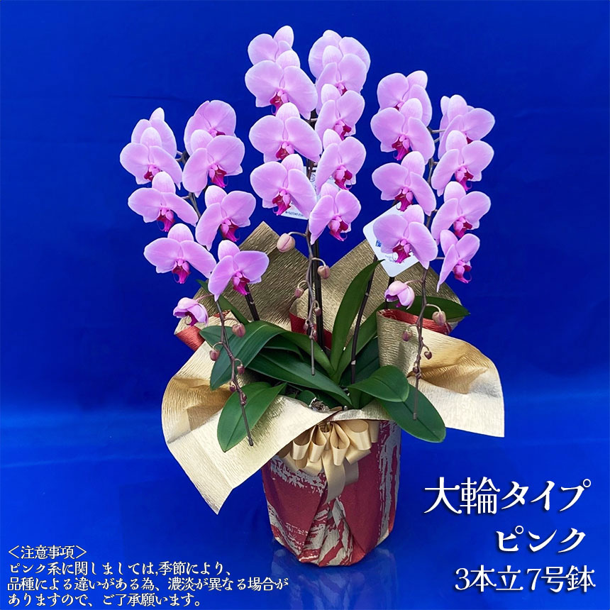 【ふるさと納税】胡蝶蘭 大輪タイプ ピンク3本立 7号鉢 | 胡蝶蘭 開店祝い ピンク 白い 開業 お祝い インテリア 栃木県 下野市 送料無料