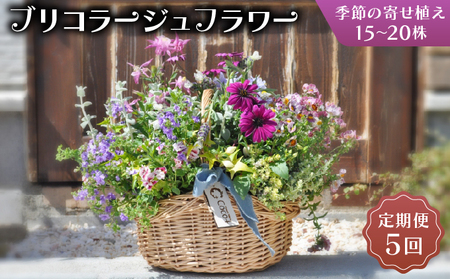 【定期便5回】季節のお花が楽しめる☆お花屋さんの定期便  5回 ブリコラージュフラワー 寄せ植え 15~20株