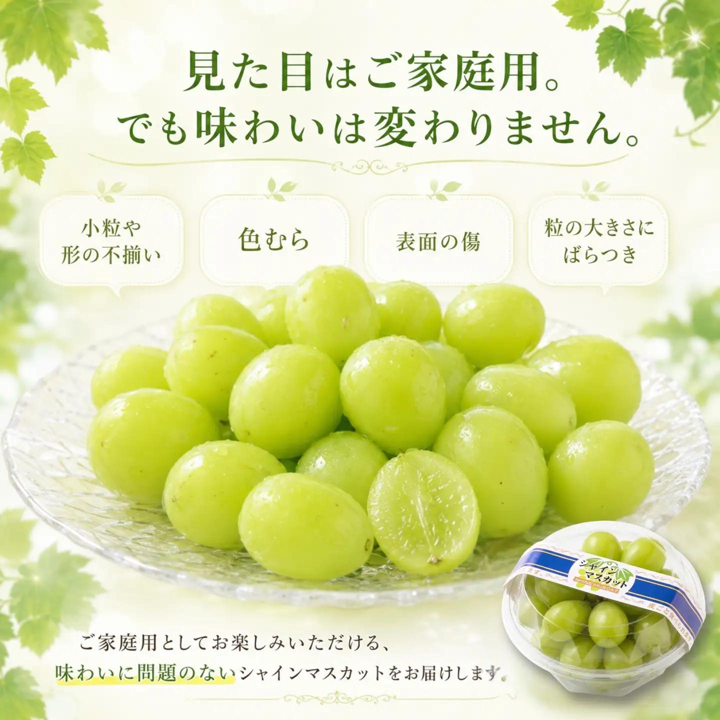シャインマスカット（約1.5kg）【2026年先行予約】｜シャインマスカット フルーツ 【ふるなび限定】ご家庭用つぶつぶ　FN-Limited-SP