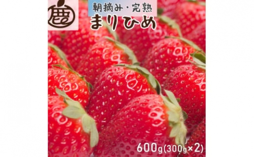＜1月より発送＞朝摘み完熟まりひめ 約600g（300g前後×2トレイ）【和歌山ブランド苺まりひめ】【こだわりの土耕栽培のいちごを農家直送】 ※2024年1月上旬～4月上旬頃に順次発送予定 ※北海道・沖縄・離島への配送不可 / いちご 苺 フルーツ 果物 くだもの 小分け 産地直送 新鮮 冷蔵便