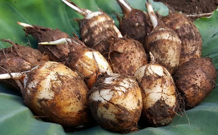 農薬不使用 自然農法 山形特産 土付里芋 3kg!(さといもやのおすすめ品) FZ23-134