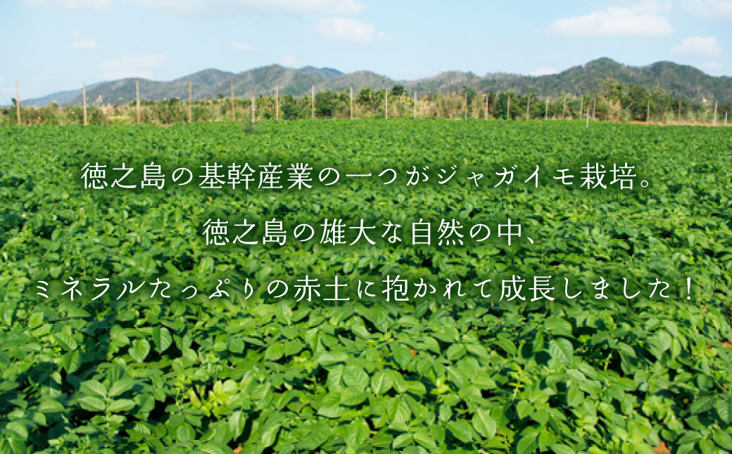 徳之島 天城町産 赤土ばれいしょ【春一番】20kg 2Lサイズ ジャガイモ じゃがいも ばれいしょ バレイショ