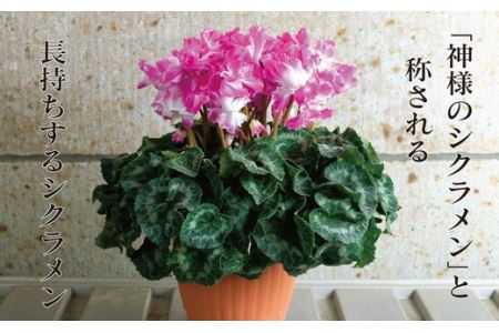 厳選シクラメン鉢“ロイヤルウェーブ”【花・シクラメン・鉢】お花 ガーデニング かわいい おしゃれ 送料無料 ※2025年11月下旬～12月下旬頃に順次発送予定 ※北海道への配送不可