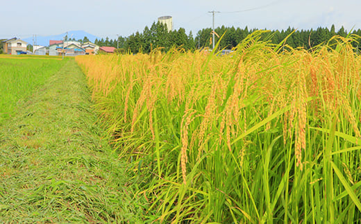 【先行予約】 令和7年産 黒澤のはえぬき 5kg 米 お米 おこめ 山形県 新庄市 F3S-2079