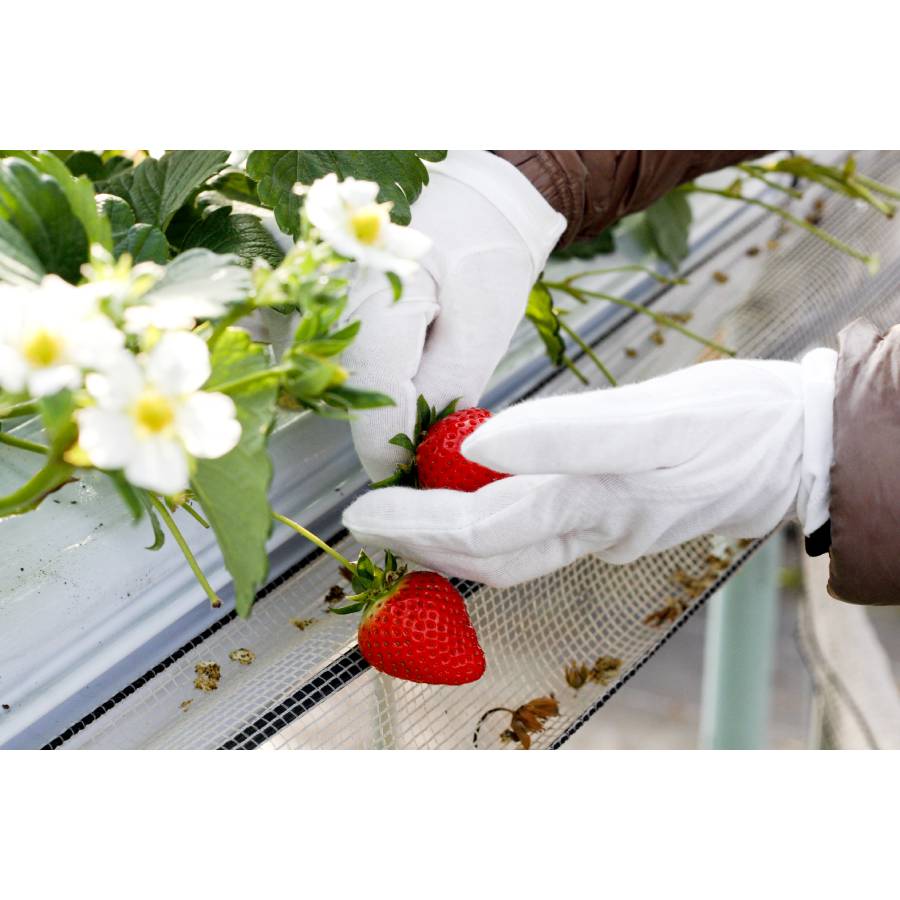 ＜いちご農家西岡農園＞勝占いちご270g×2パック【定期便5回】2026年1月開始