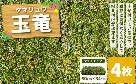 玉竜 タマリュウ たまりゅう 4枚 【7営業日以内に発送】 植物 プラント 芝生 ガーデニング ガーデニング用品