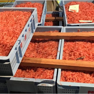 ふるさと納税 静岡市 しずまえギフト駿河湾産生桜えび(冷凍70g×6パック) |  | 03