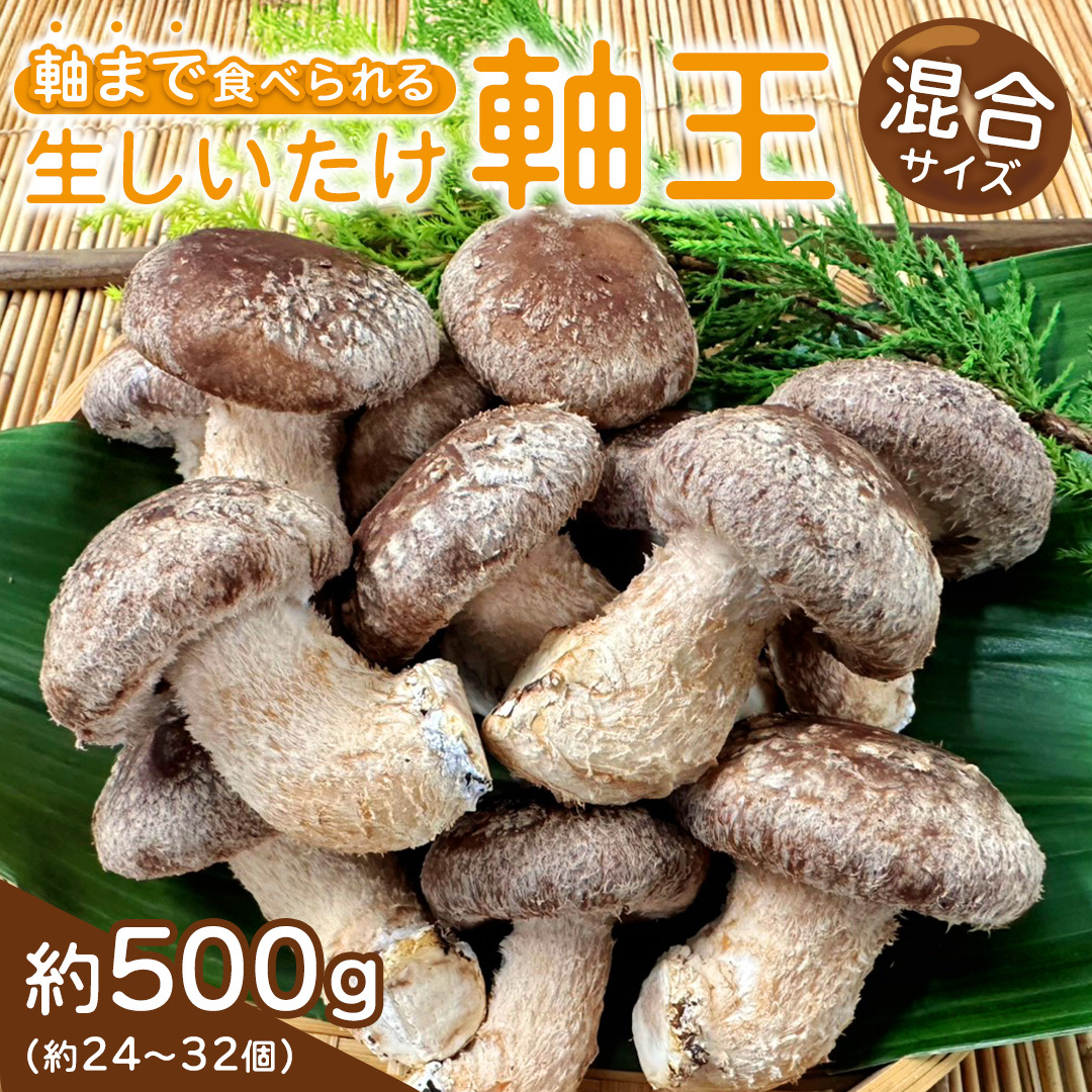産地直送！軸まで美味しい『軸王しいたけ』サイズ混合 約500g (約24～32個) しいたけ 椎茸 シイタケ きのこ キノコ 野菜 軸が太い 軸まで食べられる 特大 肉厚 旨味 菌床 国産 ぷりぷり 