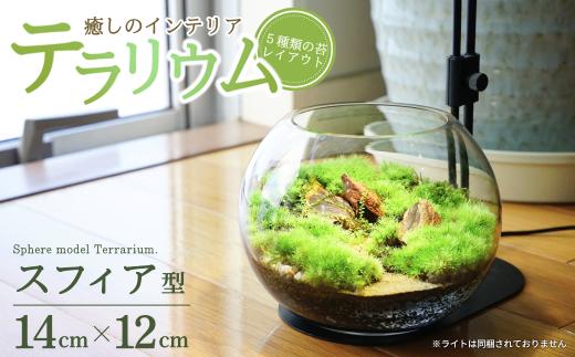 テラリウム 14cm スフィア（苔5種類） 苔リウム 苔テラリウム インテリアグリーン 観葉植物 雑貨 新潟県加茂市 テラリウム専門ショップ -Terraria-