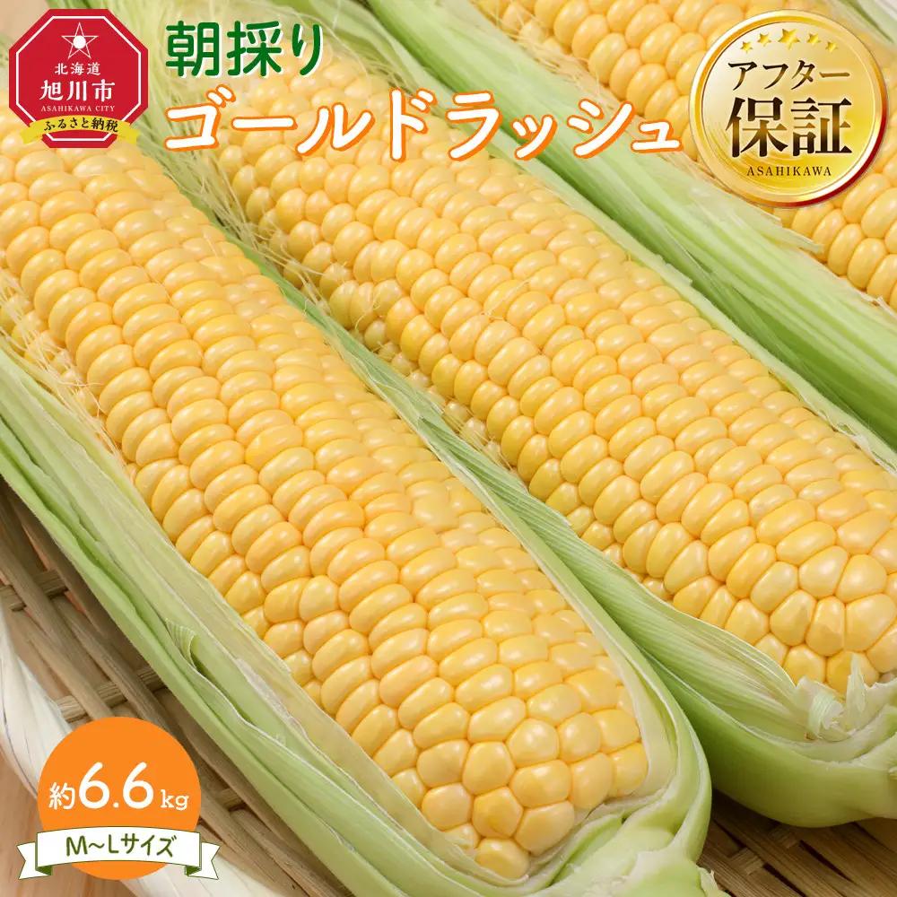 【先行予約】朝採り とうもろこし ゴールドラッシュ 6.6kg (M～Lサイズ×20本)(2026年8月中旬発送) | とうもろこし_01708