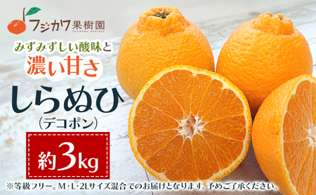 しらぬひ 讃岐 柑橘 デコポン しらぬひ【約3kg】【先行予約】