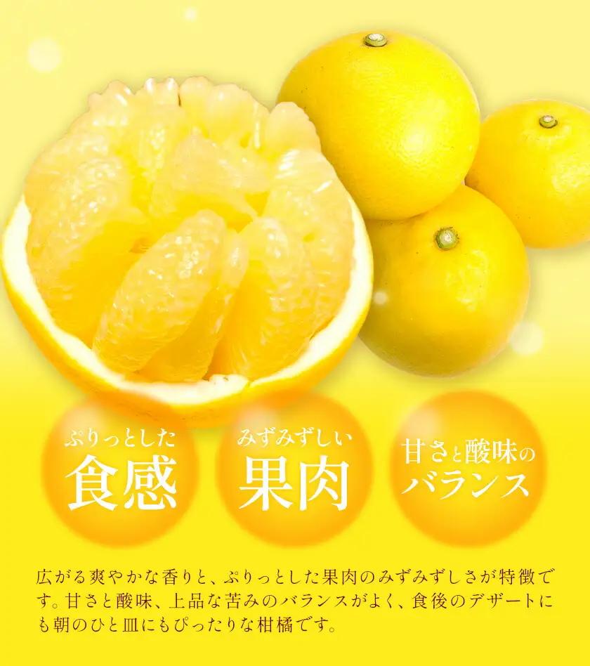 【先行予約】家庭用 みかん サワーポメロ 10kg よしたか農園 《2027年2月上旬～3月下旬頃出荷》