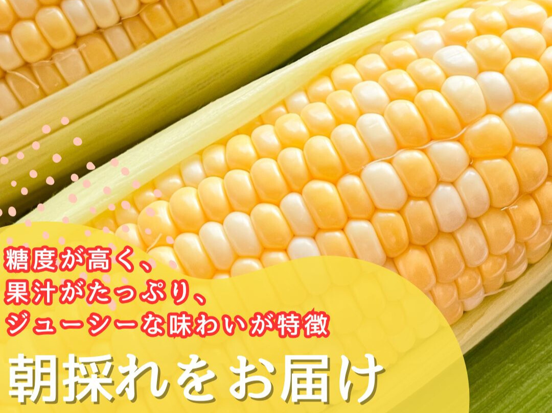 【先行予約】2025年6月中旬から発送【朝採り】ドルチェドリーム　１２本入り（約５kg）　ヒルサイドオーチャード[5839-2089]