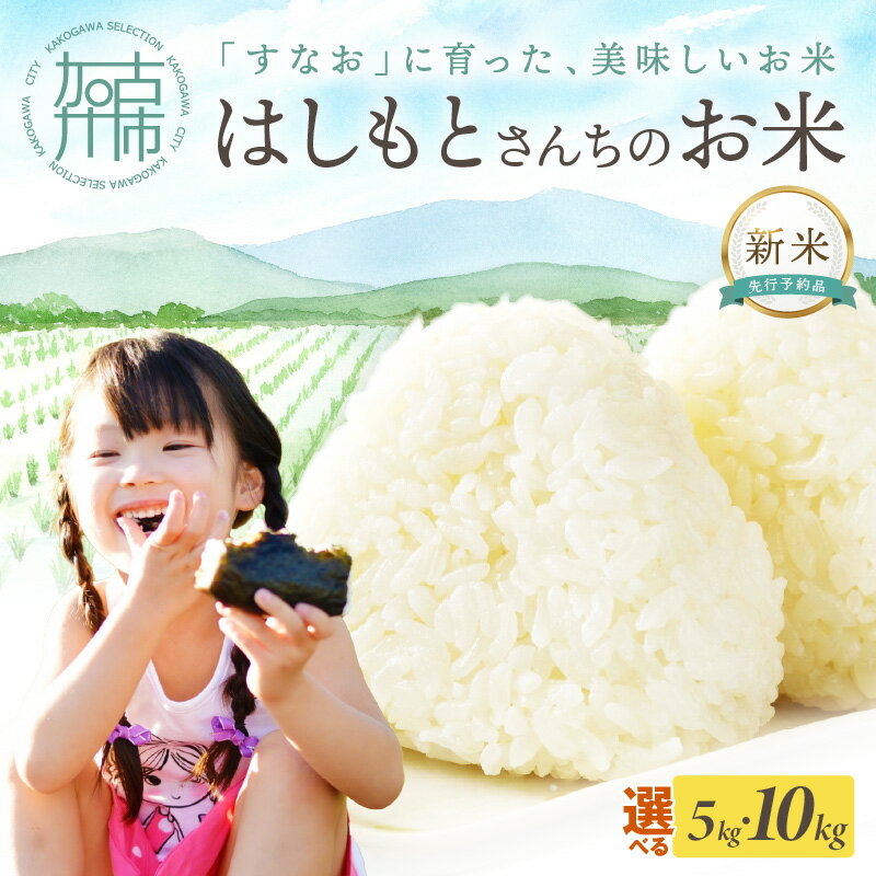 【ふるさと納税】【令和6年産 2024年11月より順次発送】はしもとさんちのお米《 米 選べる 5kg 10kg ひのひかり 白米 国産 送料無料 》
