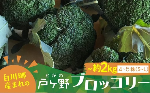 R8年産 先行予約 朝採れ 戸ヶ野ブロッコリー S～Lサイズ 4～5株セット 10月下旬～発送開始 農家直送 冷蔵 ｜ ブロッコリー 野菜 ブロッコリー 新鮮 朝採れ ブロッコリー 農家直送 野菜 ブロッコリー 先行予約 ブロッコリー 朝採れ 新鮮 甘い 茎 冷蔵 ブロッコリー 4～5株 ブロッコリー 野菜 朝採れ 世界遺産 白川郷 [S737]