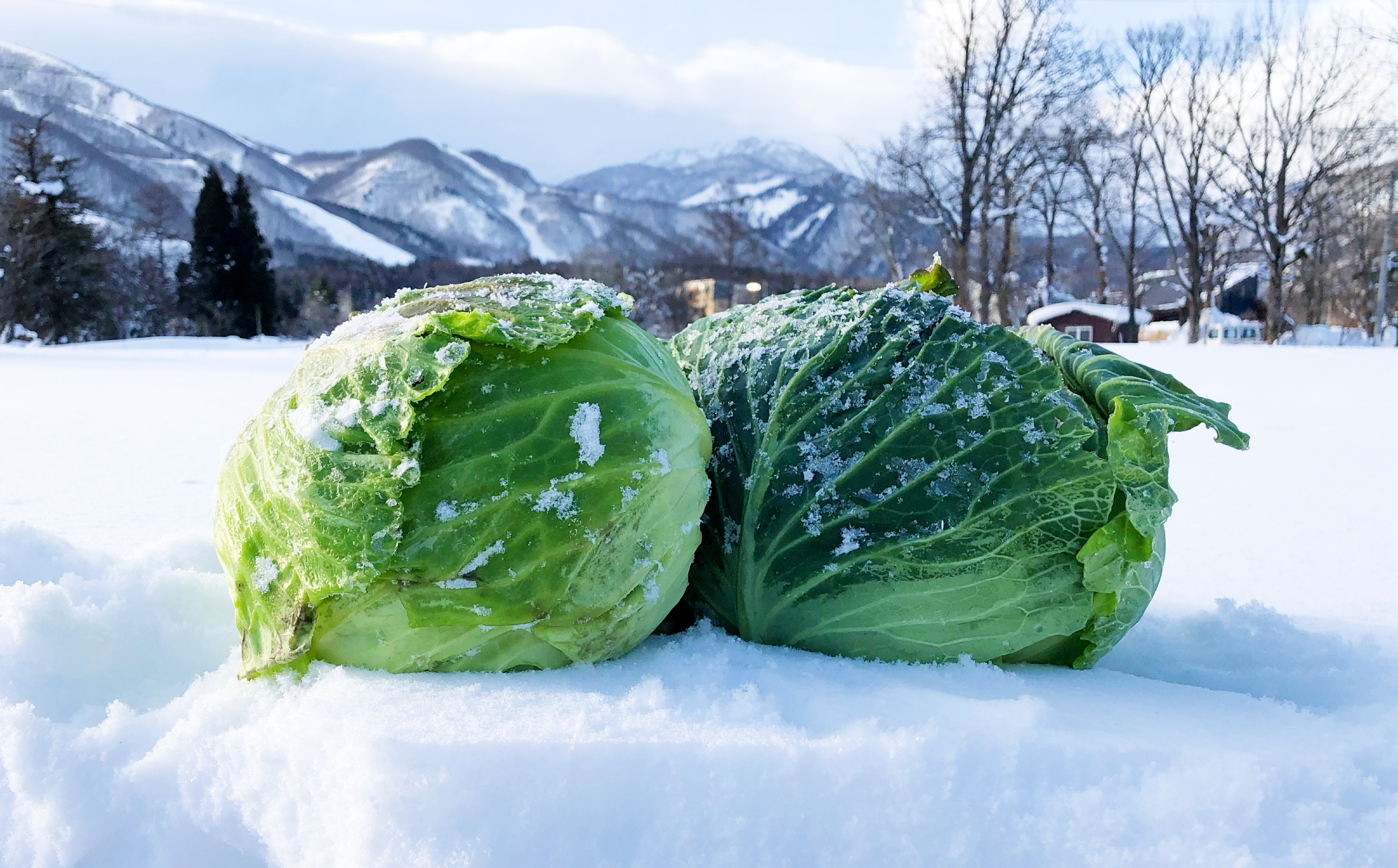 
            太谷農場の雪中キャベツ 1玉（2kg-2.5kg）
          