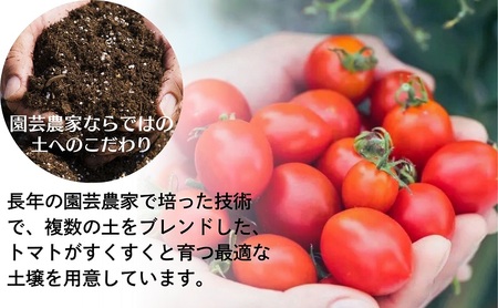 モリヒロ園芸が育てたじょんならんトマト（スティックボックス入り）