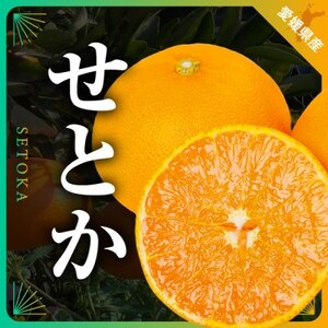 三代目の柑橘の大トロ【せとか】3kg【C31-6】【配送不可地域：離島】【1071620】