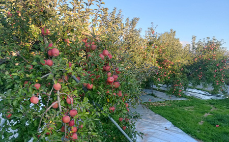 サンふじリンゴ 秀品 5kg (12～18玉) FY25-360