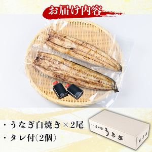 国産！うなぎ白焼き(2尾・タレ付き) 国産 九州産 鰻 ウナギ うな重 うなじゅう 蒲焼 かばやき 白焼 しろやき 土用 丑の日 うな丼 タレ タレ付 おかず 冷蔵 特産品 お土産 ギフト プレゼント