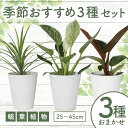 ＜2023年5月以降順次発送＞生産者におまかせ！季節おすすめ3種セット(4号鉢×3種・サンスべリア・ゴールドフレーム、コーヒーの木、クッカバラ オーガスタ、ワーネッキー、バーキンなど) 観葉植物 インテリア ギフト プレゼント 贈り物 セット【GreenBase】