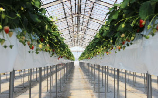 紅ほっぺ・きらぴ香食べ比べセット(各2パック　計4パック)【配送不可地域：離島・北海道・沖縄県・四国・九州】