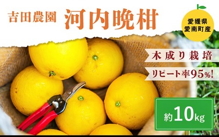 愛南産の河内晩柑10kg ＜柑橘 希少 果物 国産 フルーツ みかん 蜜柑  和製 グレープフルーツ ブランド 愛媛 果実 ビタミン ＞ ※2027年4月～発送