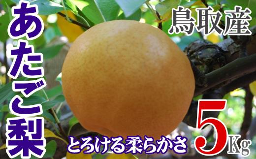 
            あたご梨 【倉吉産】5kg（JA鳥取中央） 梨 ナシ なし 鳥取 果物 フルーツ 和梨 先行予約 数量限定 詰め合わせ 人気 甘い 大玉 あたご梨
          
