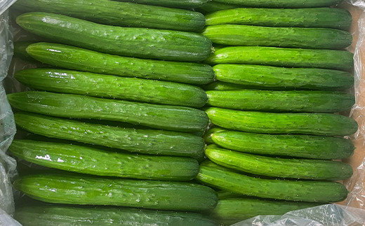 新鮮野菜  きゅうり 約 2kg  詰合せ セット 【1287】
