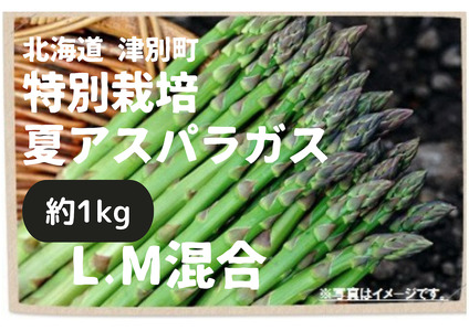 【R7年産】アスパラガス（夏採り）特別栽培 約1kg 細川農園 | グリーンアスパラ グリーンアスパラガス アスパラ 野菜 春野菜 朝採れ 新鮮 極太 サラダ 天ぷら 炒め物 旬 特産 産地直送 北海道 津別町 送料無料