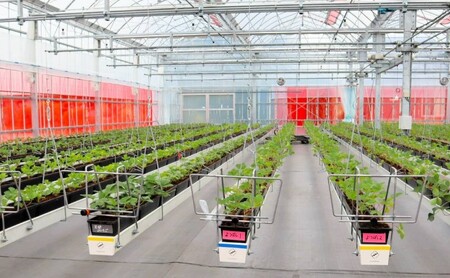 いちご いただきいちご園 食べ比べ 厳選 2品種 粒ぞろい (15玉入り×2パック) 化粧箱入 果物 デザート イチゴ 苺