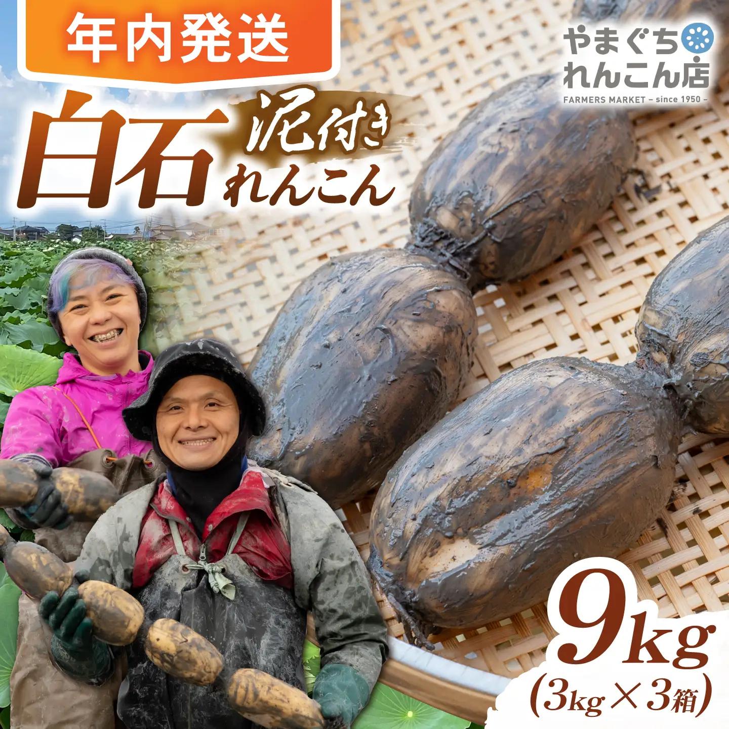 白石れんこん9kg れんこん ICT008