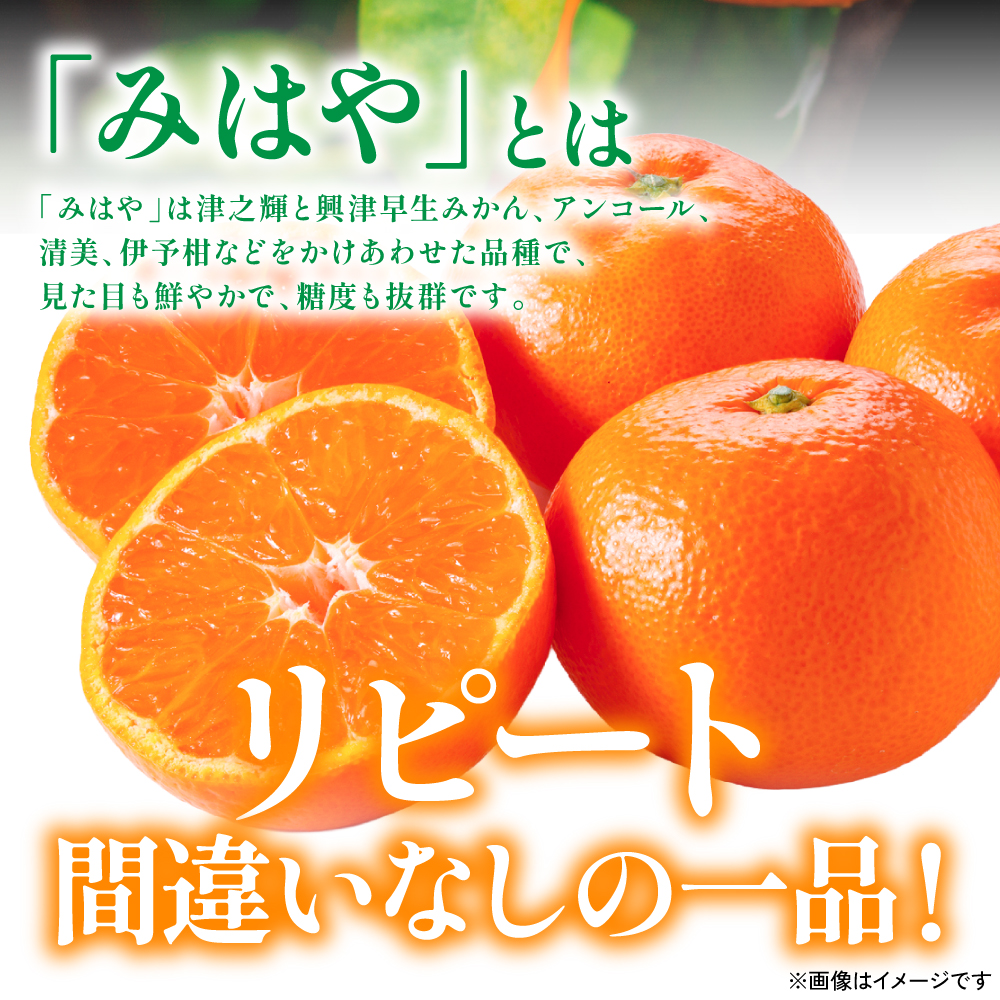 【先行予約】 八代市東陽産山本さん家の「みはや」5kg みかん 柑橘 フルーツ 果物 果実 ミカン 蜜柑 熊本県 八代市 【2026年12月上旬より順次発送】_イメージ3