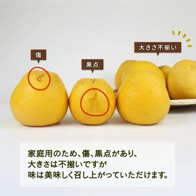 河内晩柑 7.5kg 陽だまりミカン 柑橘 柑橘 B010-050003