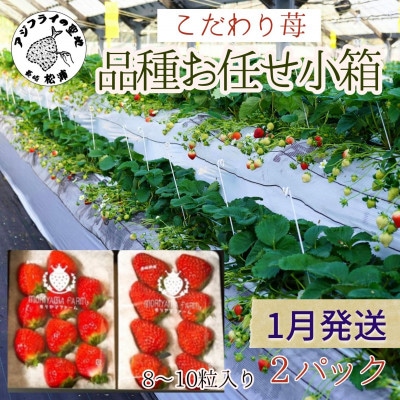 【2026年1月発送】こだわり苺　品種お任せ小箱 8粒～10粒×2パック【配送不可地域：離島】【1467651】
