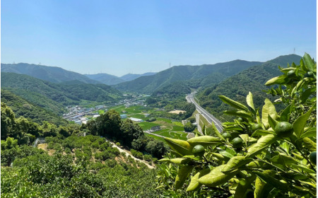 訳あり 有田みかん 青切 3kg (サイズ混合) 家庭用 頑固オヤジのこだわりみかん ※2026年7月下旬～2026年9月中旬頃より順次発送予定 【krf001-c-3】