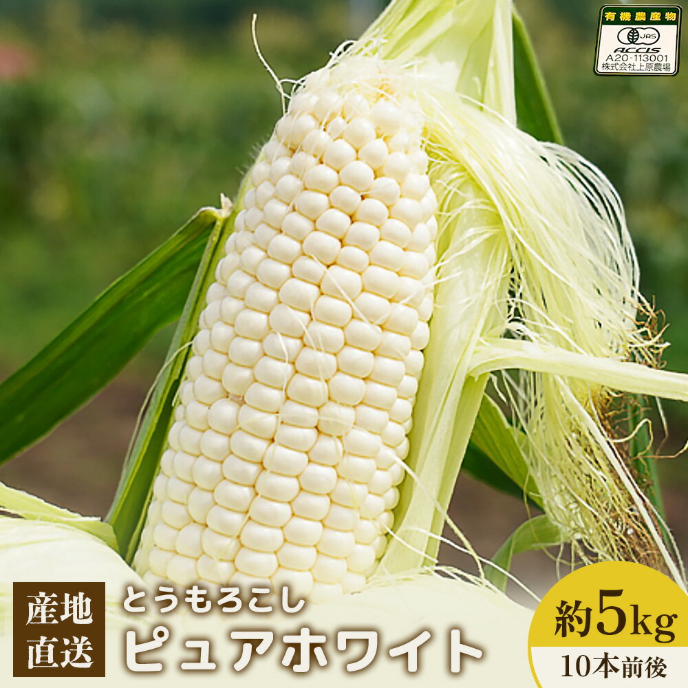 【ふるさと納税】【先行予約】上原農場直送　有機栽培とうもろこし (ピュアホワイト) 約5kg 約10本前後 | ふるさと納税 北海道 中標津 なかしべつ とうもろこし ピュアホワイト とうきび コーン夏 新鮮 ワンストップ マイページ 上原農場 中標津町【66016】
