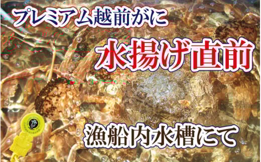 越前がに本場の越前町からお届け！ 越前がに × 1杯（三番蟹）納得のプレミアム越前がに【2月発送分】【生でお届け】希望日指定可 備考欄に希望日をご記入ください [e37-x004【】02a]