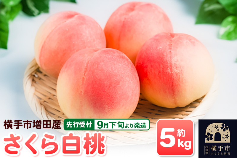 
            【先行受付】9月下旬より発送 横手市増田産の桃（さくら白桃）約5kg
          