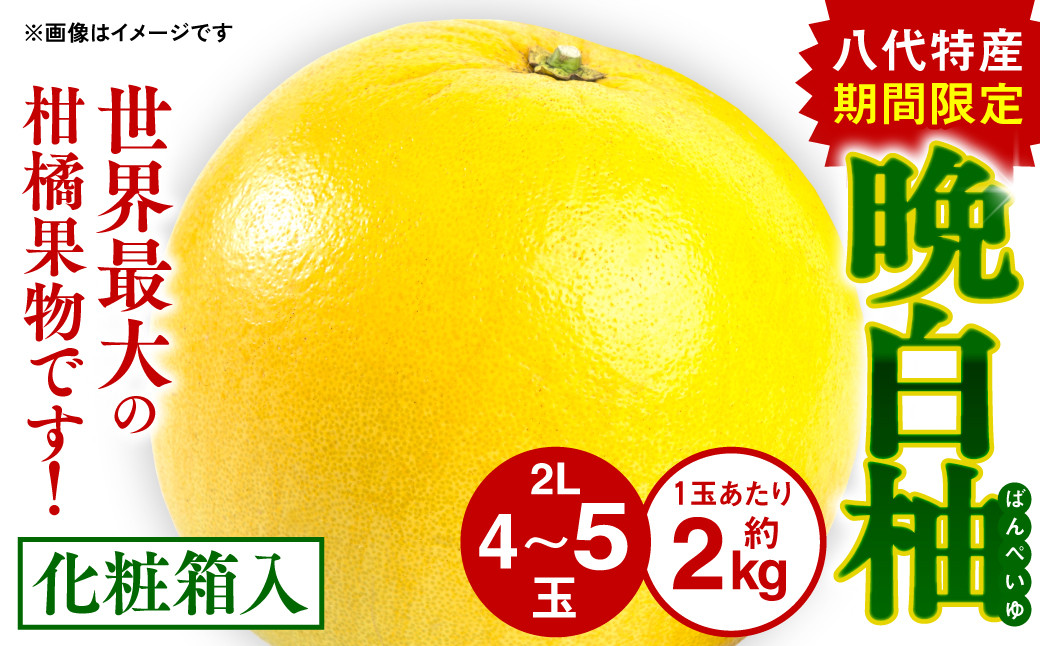 
八代特産 晩白柚（ばんぺいゆ）2Lサイズ(約2kg)×4玉～5玉
